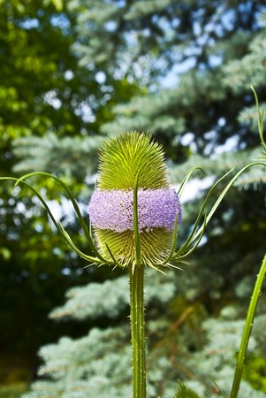 Decorative thistleの写真素材