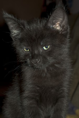 Black kittenの写真素材