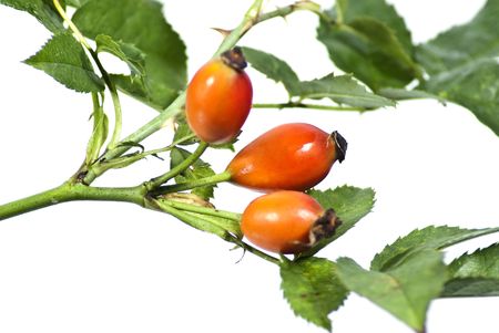Fruits of wild rose on a white backgroundの写真素材