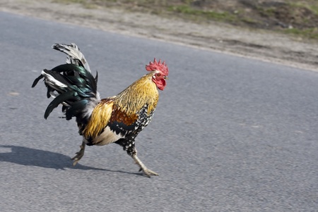 speeding cockの写真素材