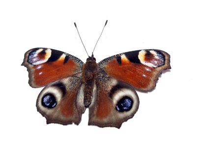A Peacock butterflyの写真素材