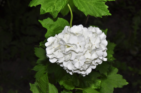 flowering viburnumの写真素材