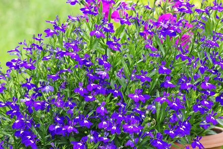 lobelia flowersの写真素材