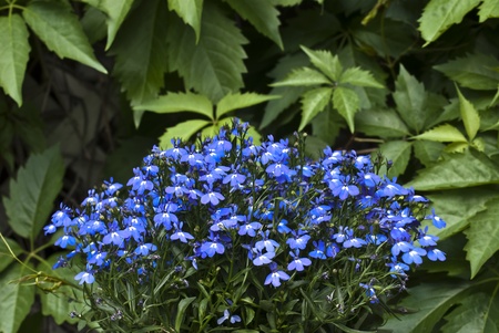 lobelia flowersの写真素材