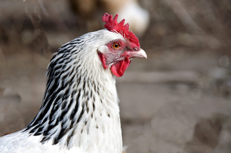 hen
