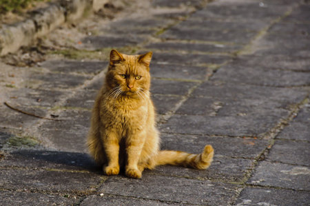 redhead cat