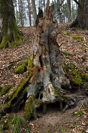 Nature reserve  Devilの写真素材