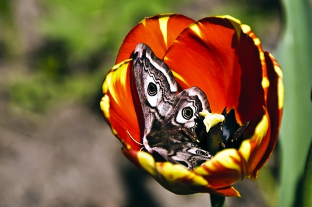 Tulipの写真素材