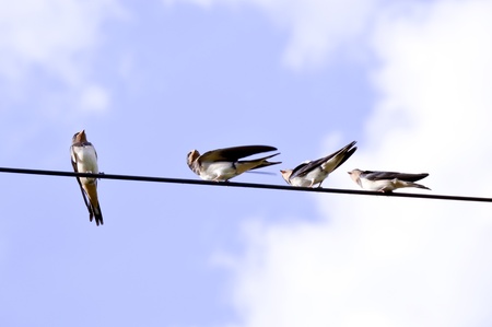 Young swallows on telephone linesの写真素材