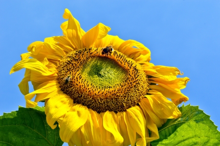 Sunflower as the sun, the rural areaの写真素材