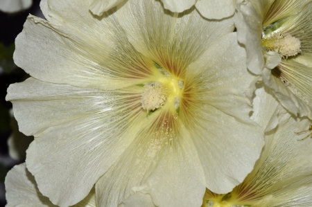 mallow flowersの写真素材