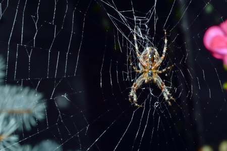 Hunting spider in its webの写真素材
