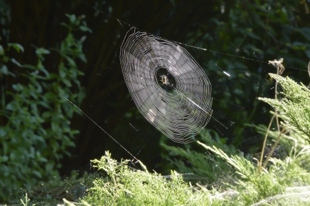 Spider undid their nets for a catchの写真素材