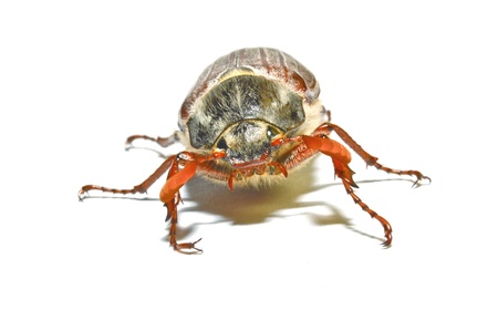 cockchaferの写真素材
