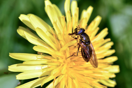 Flowers dandelions blooming in May