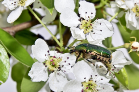 Blossoming pearの写真素材