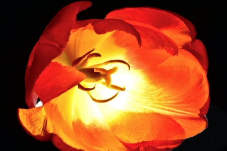 tulip flowerの写真素材