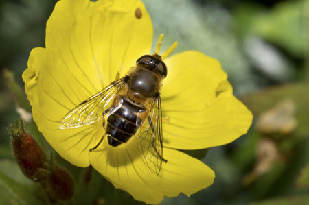 A bee collecting nectar and pollen
