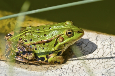 Green frog の写真素材
