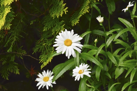 Beautiful white chamomileの写真素材