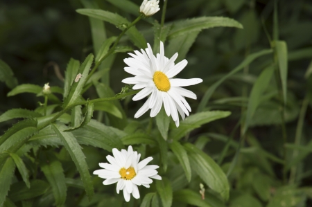 Beautiful white chamomileの写真素材