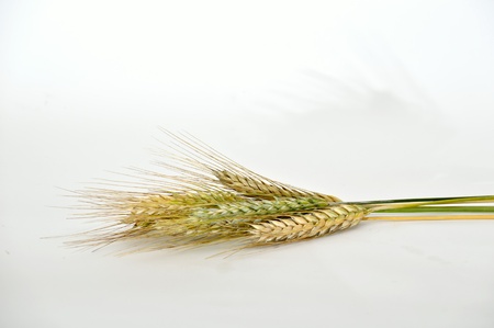 Ears of barley grainの写真素材