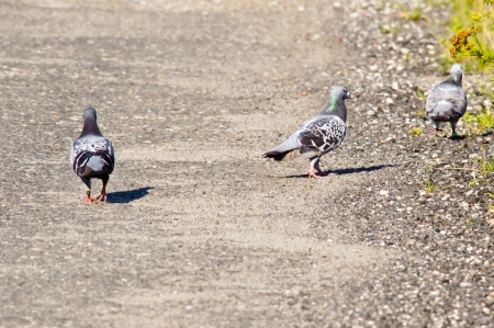 Pigeons on the roadの写真素材