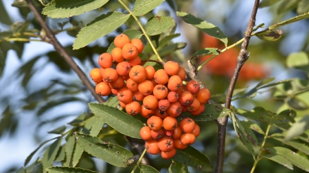 Red rowan - fruitの写真素材