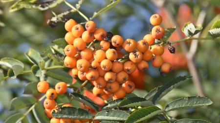 Red rowan - fruitの写真素材