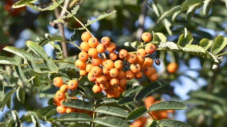 Red rowan - fruitの写真素材