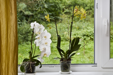 Flowers in the windowの写真素材