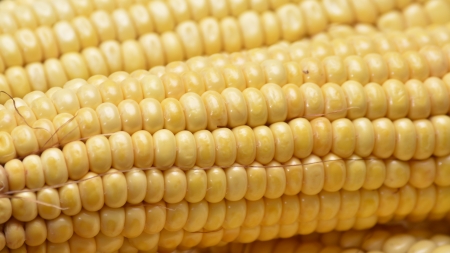 Corn on the cobの写真素材