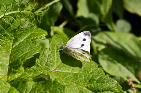 Butterfly whiteの写真素材