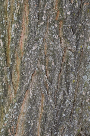 Larch barkの写真素材