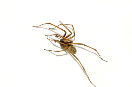 Spider isolated on white backgroundの写真素材
