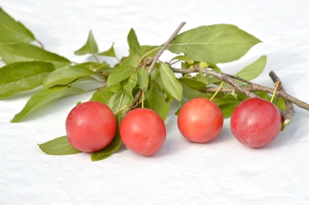  Freshly harvested wild plum on old wooden backgroundの写真素材