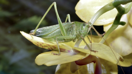 Grasshopper on a plant.の写真素材