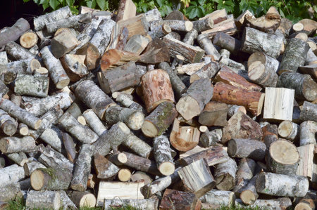 Birch and pine wood - firewood for the winter