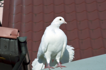 Post a dove on the Roofの写真素材