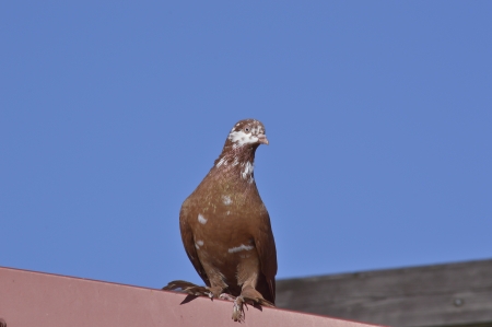 Post a dove on the Roofの写真素材