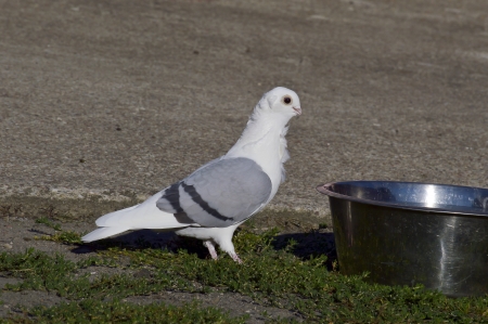 Post a dove on the Roofの写真素材