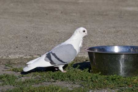 Post a dove on the Roofの写真素材