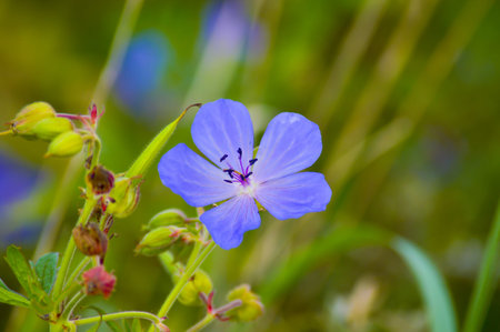 Wild flowers の写真素材