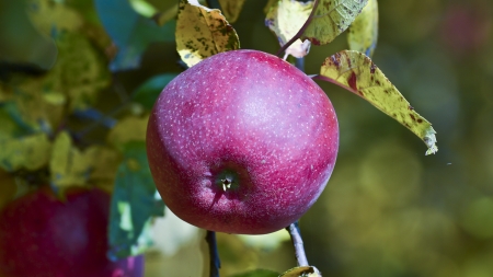 Autumn apples on a treeの写真素材