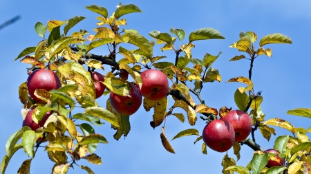 Autumn apples on a treeの写真素材