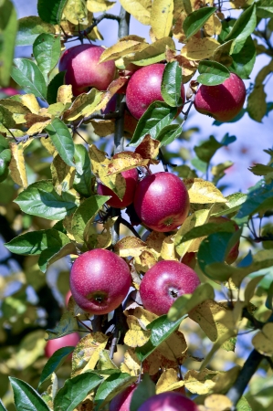 Autumn apples on a treeの写真素材