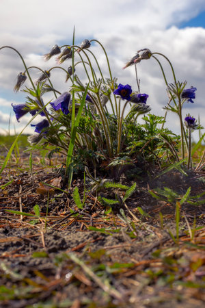 Blue pasqueflower grows in the forest on the sky background