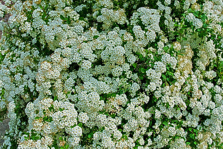 White flowers HDR