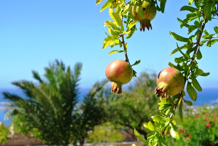Pomegrantesの写真素材