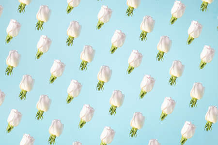 Bloom layout with white rose, flower buds and leaves. Pattern texture on pastel blue background. Minimal nature composition.の写真素材